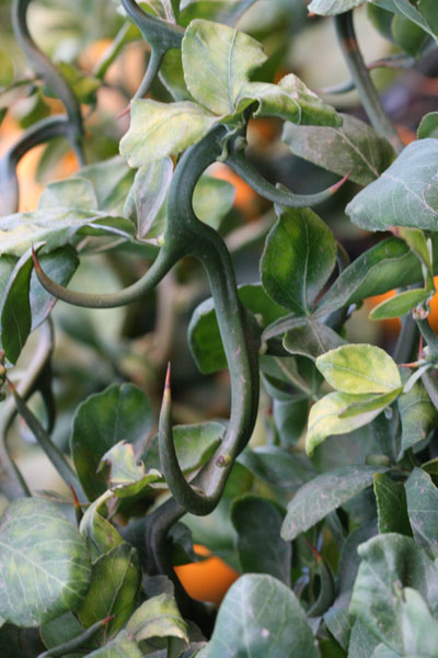 thorns recurved